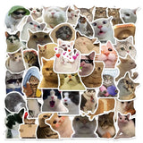 Котики мемные